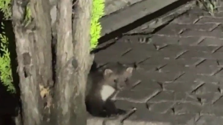 Safranbolu'da Sansar Cep Telefonuyla Görüntülendi