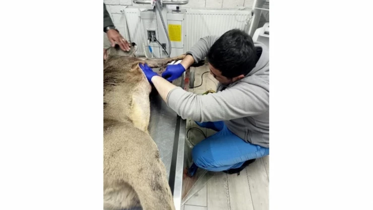 Sağlığına Kavuşan Karaca Doğaya Salındı