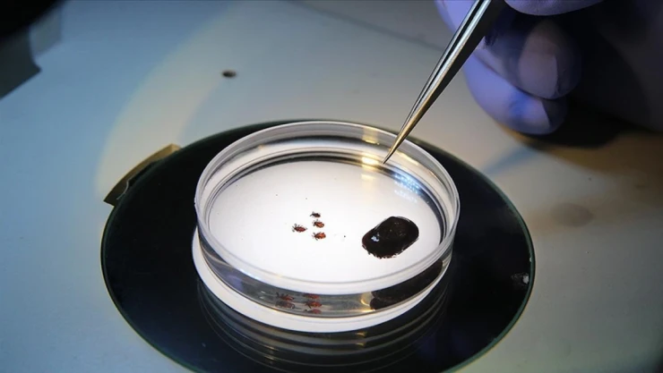 Sağlık Bakanlığından 'Kırım Kongo Kanamalı Ateşi' Uyarısı