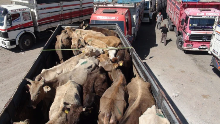 Sağlıksız hayvanlara geçit yok