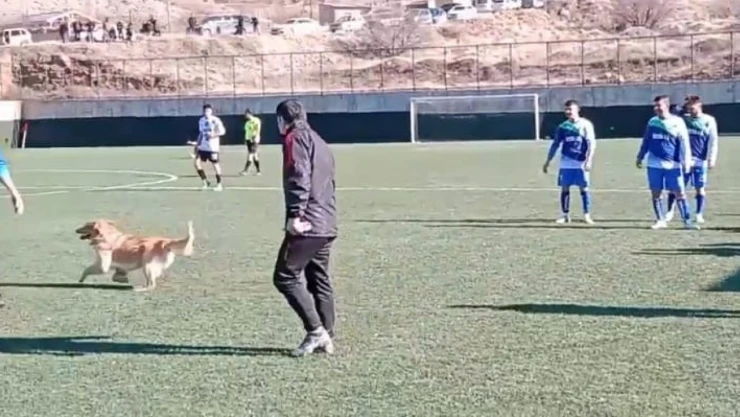 Sahaya Giren Köpek Maçı Durdurdu