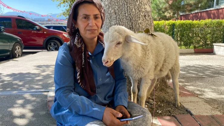 Sahibi nereye 'Meyrem' oraya