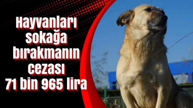 Sahipli Hayvanları Sokağa Bırakanlara Ceza Uygulanacak!