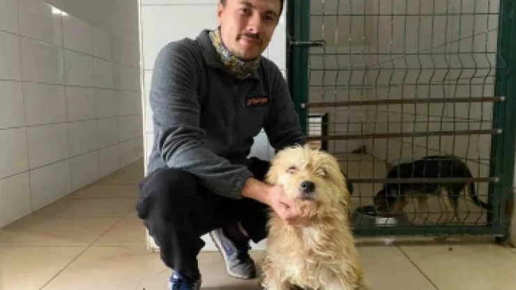 Sahipsiz Köpeğe Tümör Ameliyatı