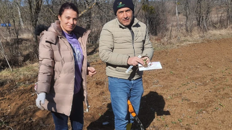 Salep Üretiminde Kontroller Sürüyor