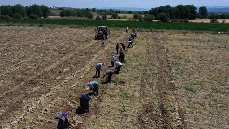 Sarımsak Hasadı Kavurucu Sıcakta Yapılıyor