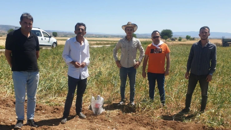 Sarımsakta Hasat Başladı