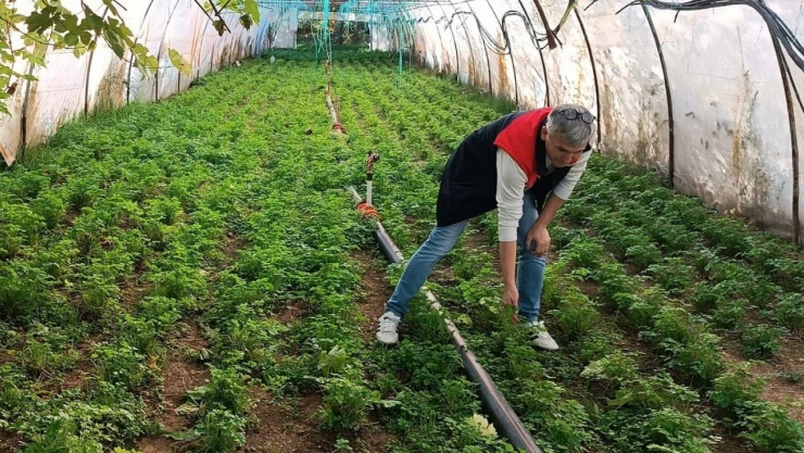 Sebze Üretim Alanlarını İncelediler