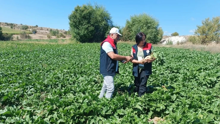 Şeker Pancarı Arazi Kontrolleri Yapıldı