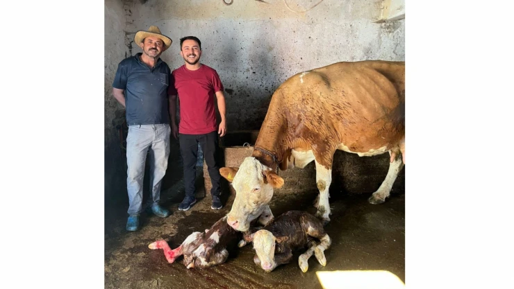 Seydiler'de Çifte Sevinç: İkiz Buzağı Dünyaya Getirdi