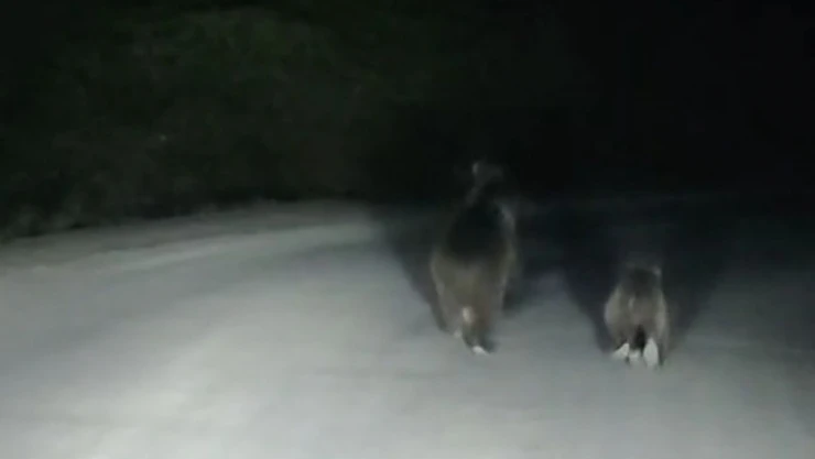 Seyir Halindeki Otomobilin Önüne Ayı Çıktı