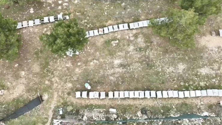 Sıcaklık, Arıları Öldürüyor