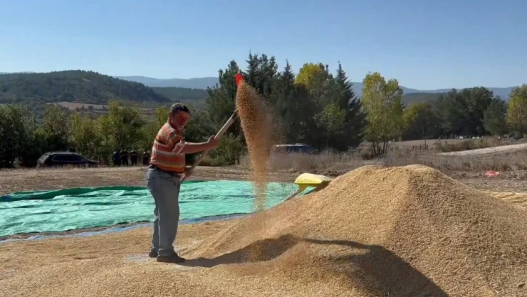 Sinop, Çeltik Üretiminde Türkiye'de 6'ncı Sırada