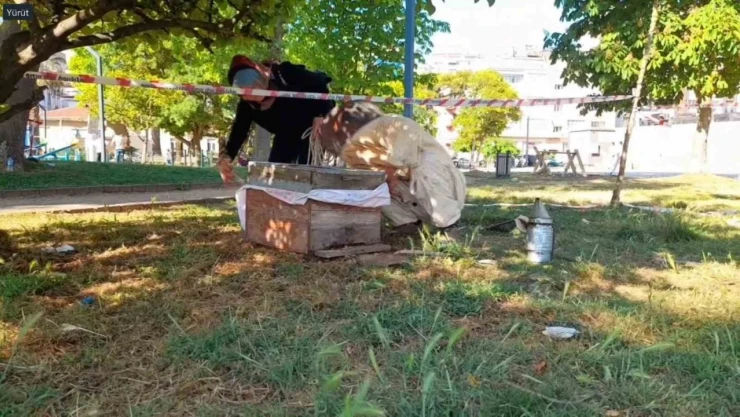 Arılar Ağaca Oğul Verdi