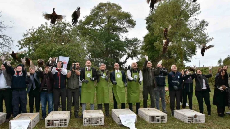 Sinop'ta 250 Sülün Kuşu Doğaya Bırakıldı