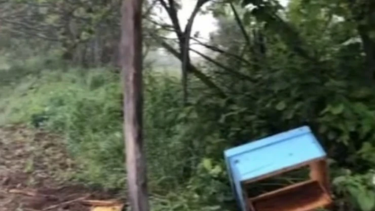 Aç Kalan Ayı, Arı Kovanlarına Saldırdı