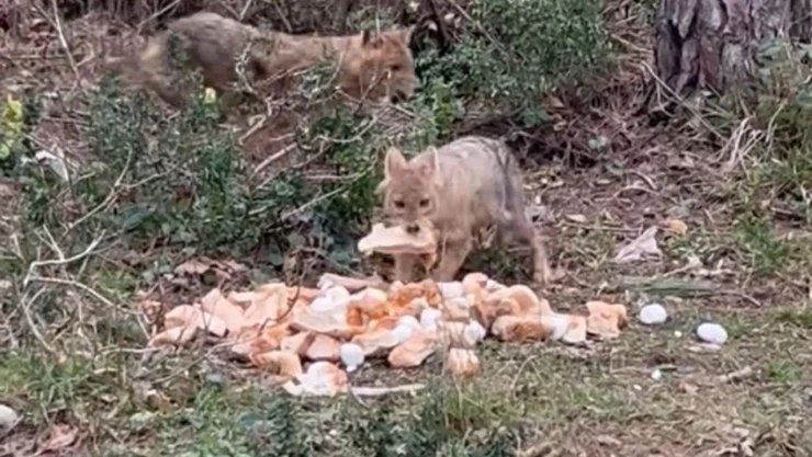 Aç Kalan Çakallar, O Şehirde Bayat Ekmekle Karnını Doyurdu!