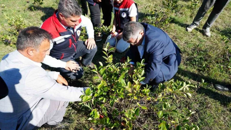 Sinop'ta Aronya Meyvesi Hasadı Yapıldı
