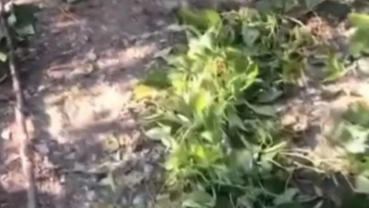 Sinop'ta Ayı Tedirginliği