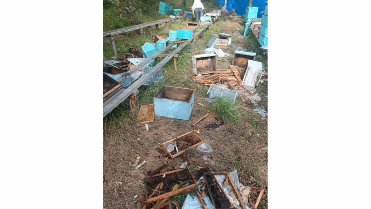 Sinop'ta ayılar 48 arı kovanını parçaladı