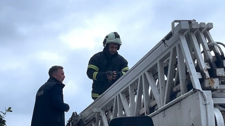 Sinop'ta Çamaşır İplerine Dolanan Güvercin Kurtarıldı