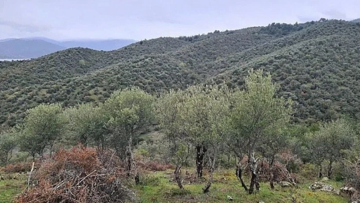 Zeytin Ağaçları Ekonomik Değere Dönüşüyor