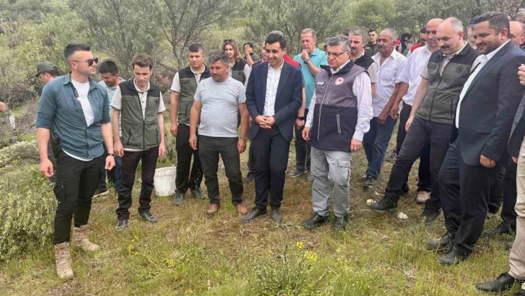 Yabani Zeytin Ağaçları Ekonomiye Kazandırılıyor