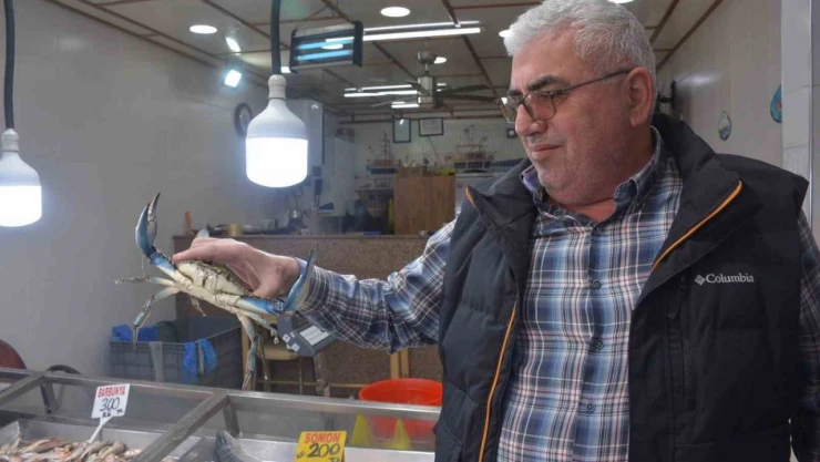 Dev Mavi Yengeç Görenleri Şaşırttı