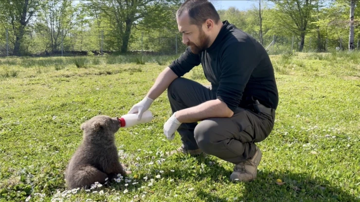 Sinop'ta Doğada Bulunan 2 Ayı Yavrusunu Veteriner Hekimler Besledi