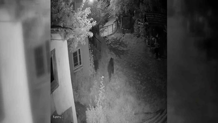 Evin Bahçesine Ayı Girdi