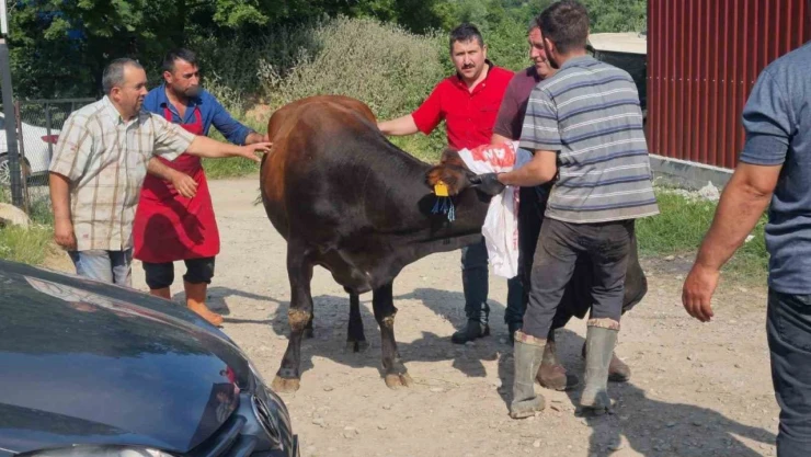 Kaçan Kurbanlık Köyü Telaşa Verdi