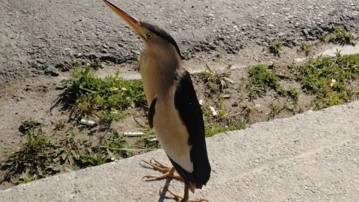 Nesli Tükenmekte Olan Balaban Kuşu Görüldü