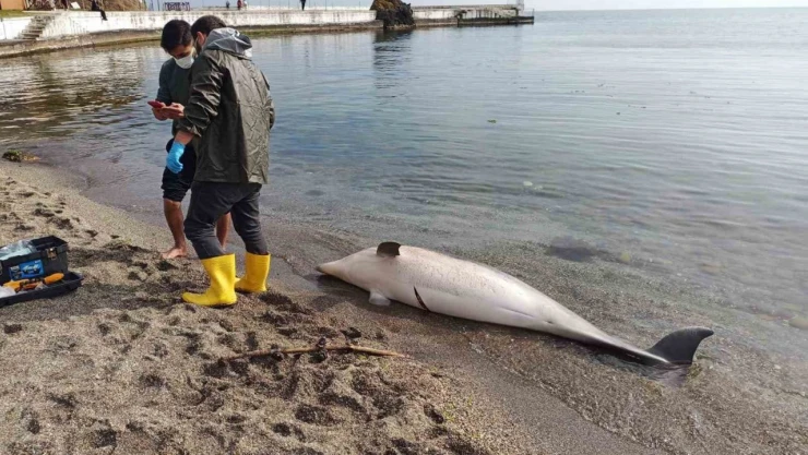 Sinop'ta Ölü Yunus Karaya Vurdu