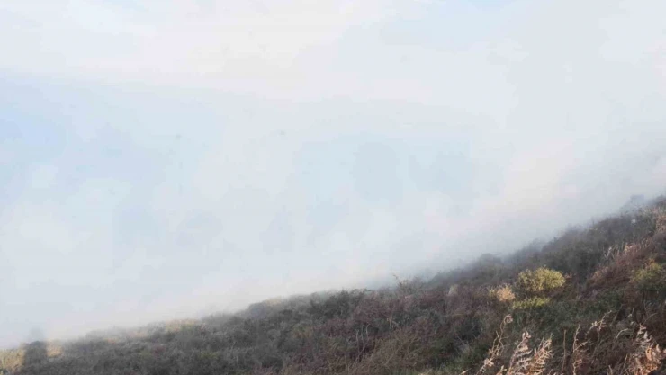 Sinop'ta Ot Yangını