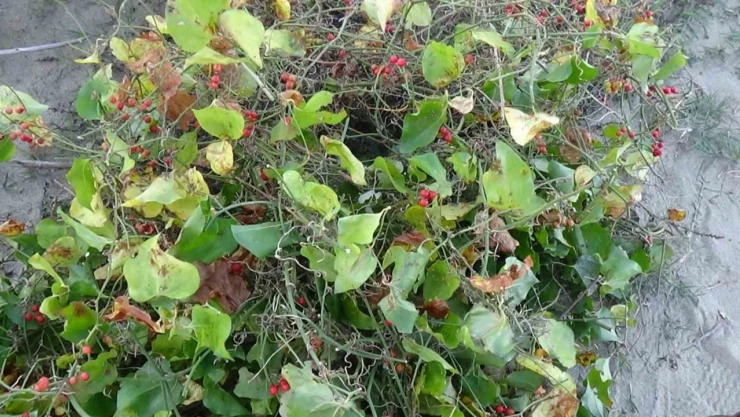 Sinop'ta Roman Vatandaşların 'Kokina' Mesaisi