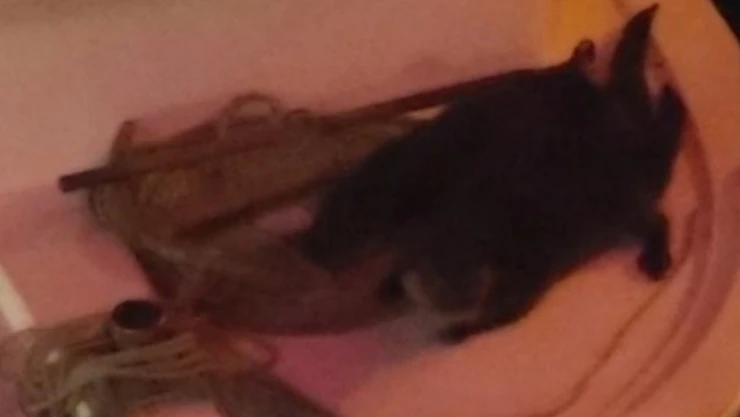 Sinop'ta Su Samuru Görüldü