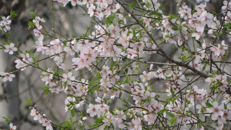 Sinop'ta Şubat Ayında Şeftali Ağacı Çiçek Açtı