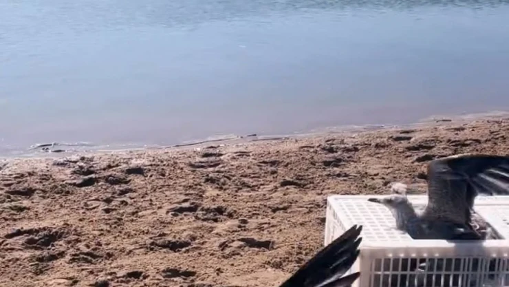 Tedavileri Tamamlanan Martılar Doğaya Salındı