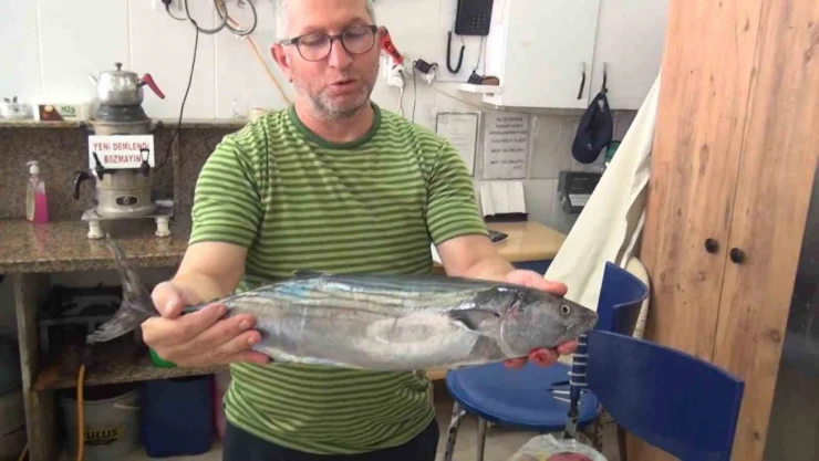 Sinop'ta Tezgahlara Yılın İlk Torik Balığı Düştü