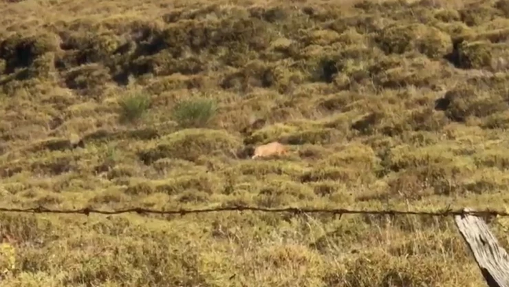 Sinop'ta Yalnız Gezen Çakal Görüntülendi