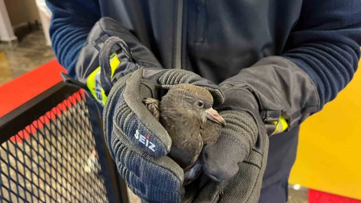 Yaralı Bulunan Güvercin Tedaviye Alındı