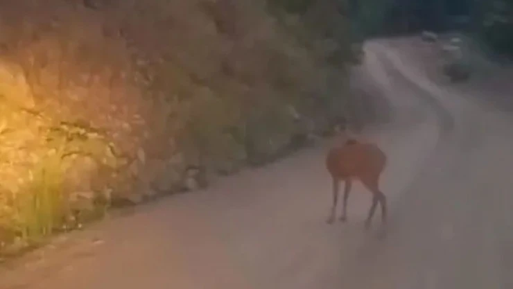 Sinop'ta Karaca Yol Ortasında Dinlendi