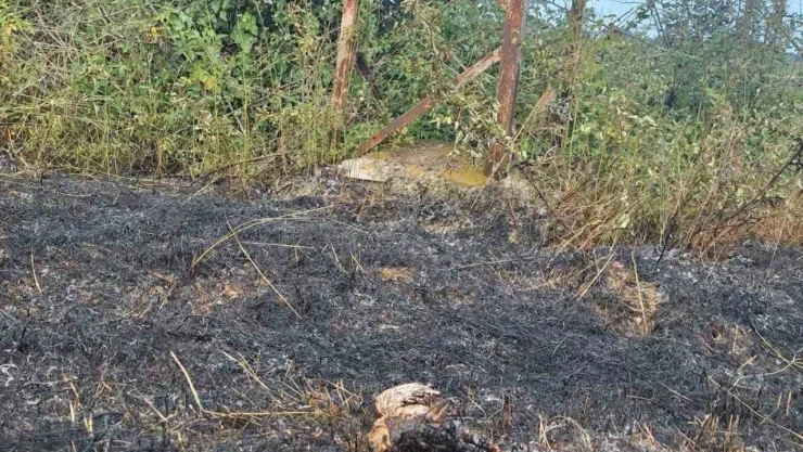 Sinop'ta Yüksek Gerilim Hattına Konan Kuş Yangına Neden Oldu
