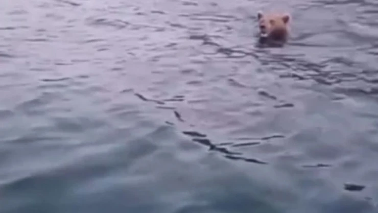 Sinop'ta Yüzen Ayı Kameralara Yansıdı