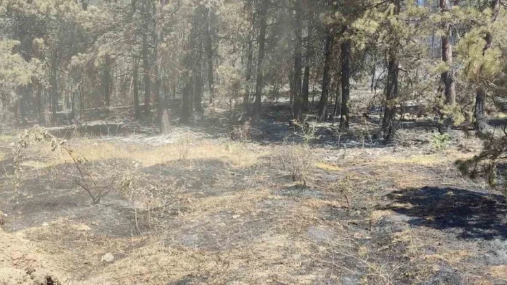 Sinop'taki Orman Yangınında Soğutma Çalışmaları Sürüyor