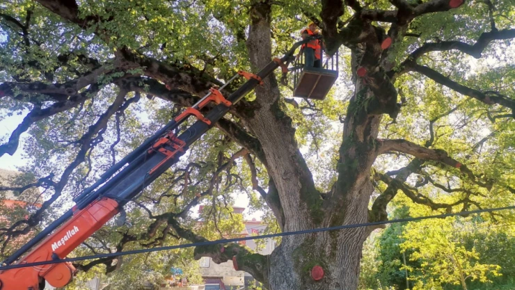 Sinop'taki tarihi 'Koca Meşe' için bakım çalışması başlatıldı