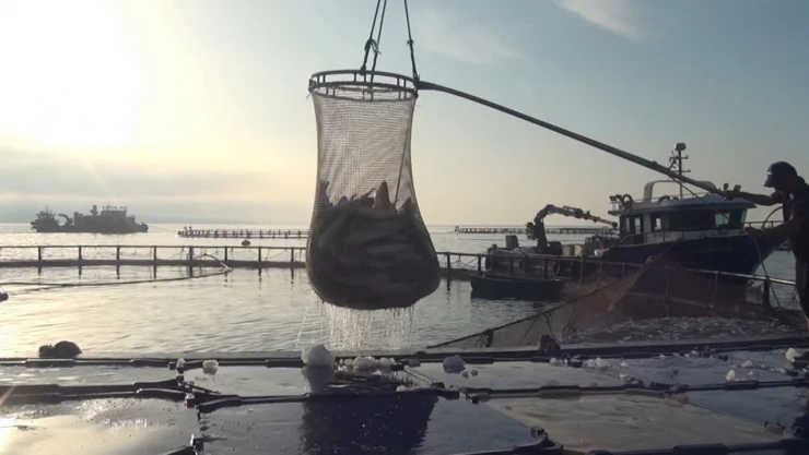 Sinop'tan Türk Somonu İhracatı