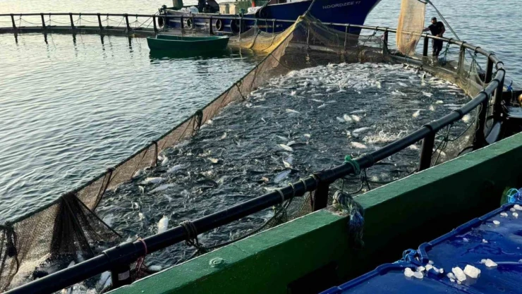 Türk Somonunda Zirvede