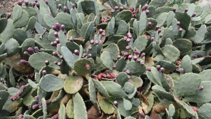 Sinop'un Meşhur Yer İnciri Şifa Dağıtıyor