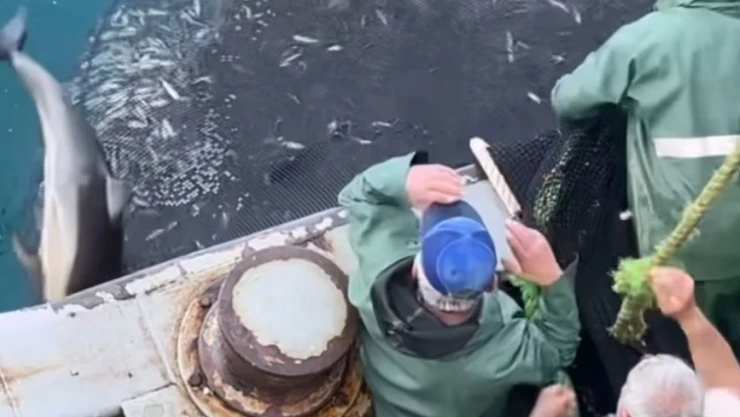 Sinoplu Balıkçılar Yunusları Özgürlüklerine Kavuşturdu